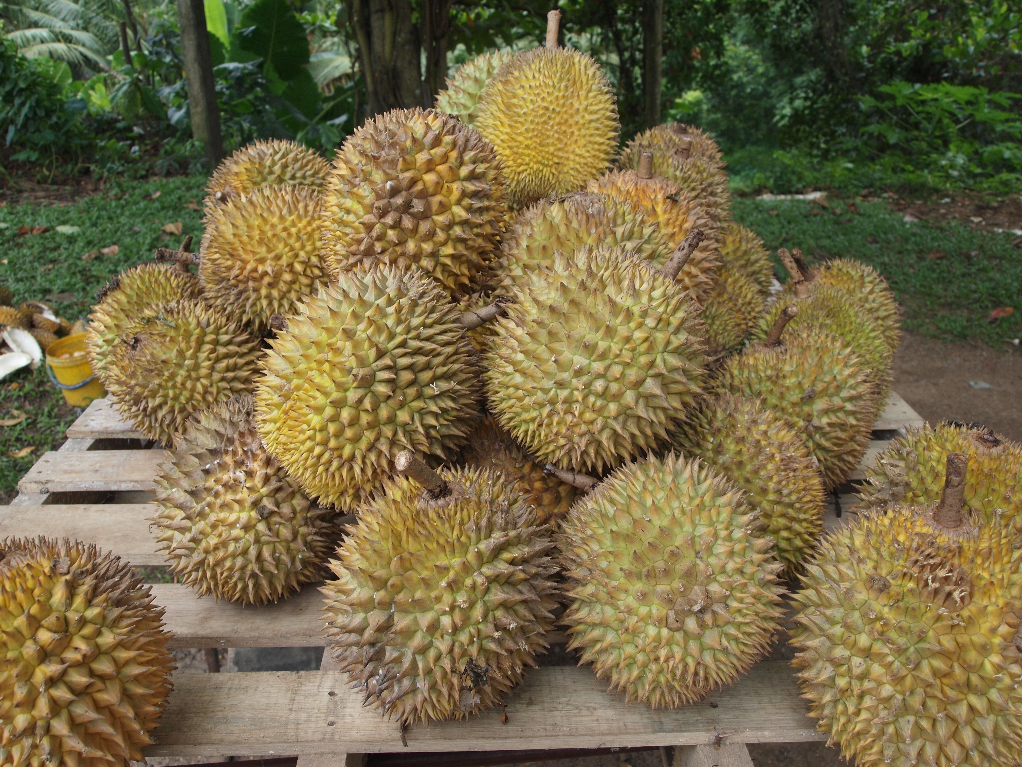 ผลไม้ตามฤดูกาล